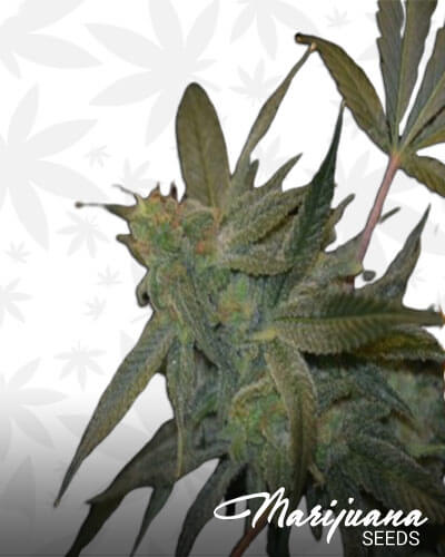 Cujo OG