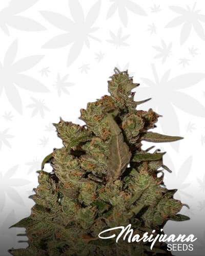 Cure CBD
