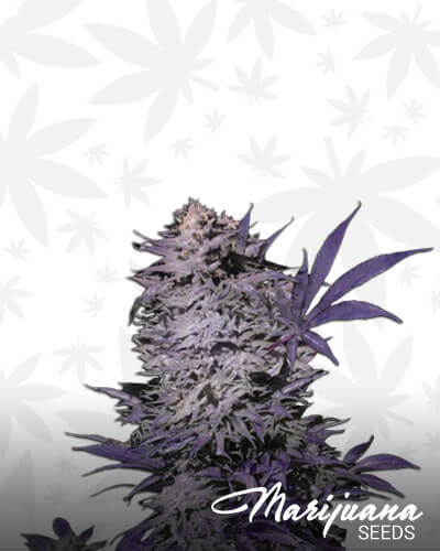 Currant Kush