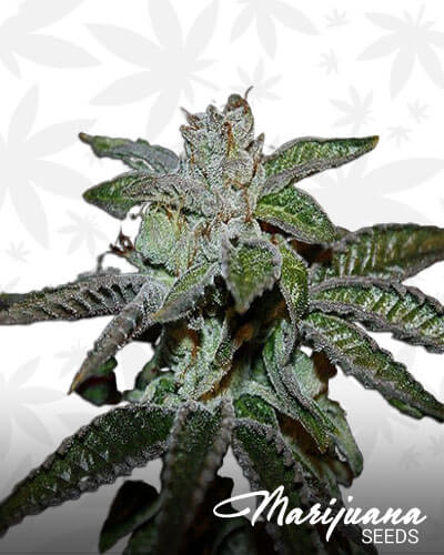Cyanide Kush