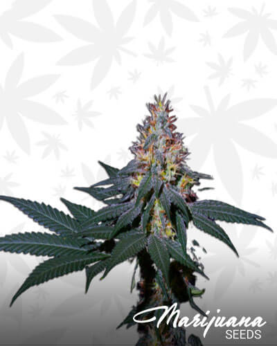 Cyber Grape x Midnight Express