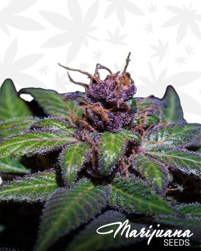 Cyber Grape