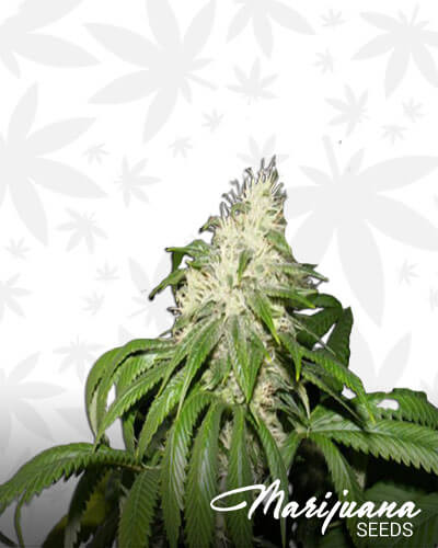D Kush