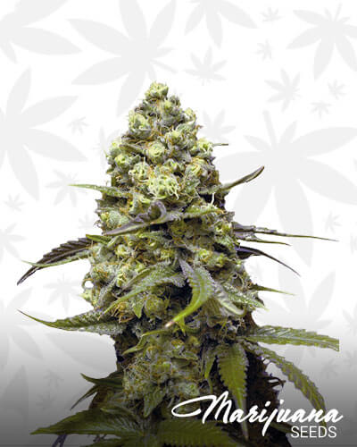 DFA Autoflowering
