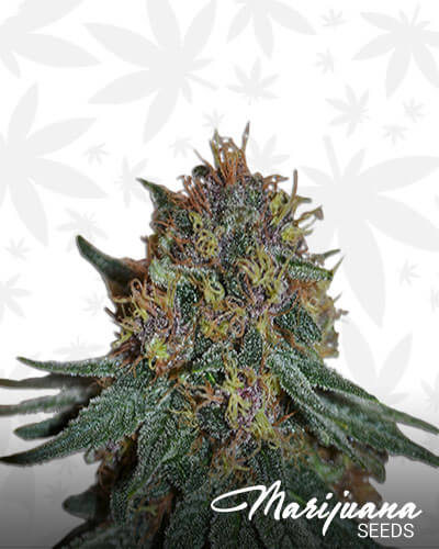 DHK Purple Haze