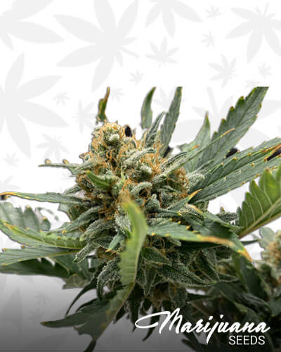 DNA Diesel