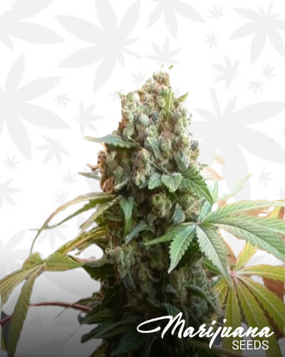 DP White Widow