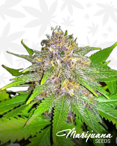 DPD x Chem 91′