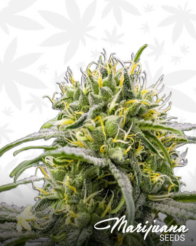 DTC99 Aka Durban Thai x C99