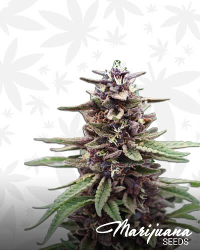 Da Purps