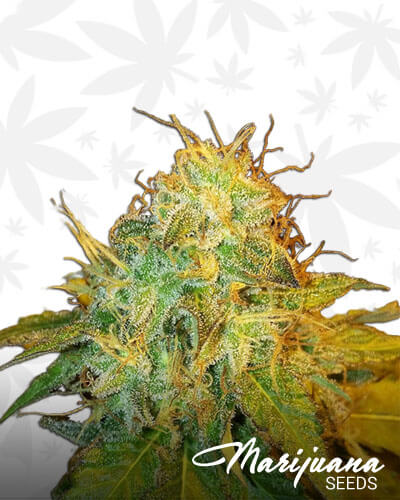 Dago OG