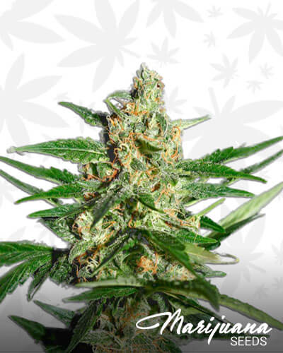 Damnesia Autoflowering
