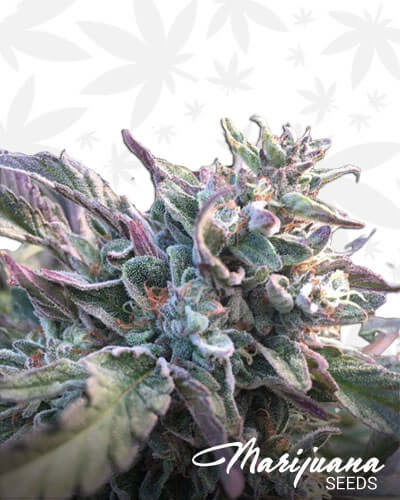 Dancing Flame Aka Kiwi Strawberry