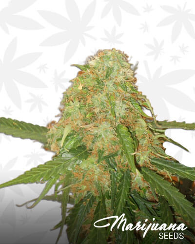 Dane’s White Pineapple Auto Aka DWPA