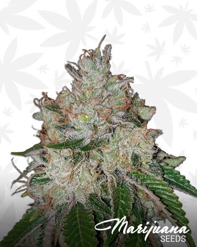 DankGod