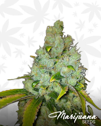 Dansk Diesel Aka Dansk Sour Diesel