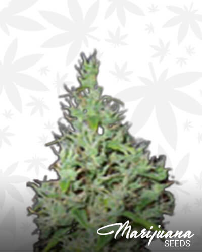 Dansk Sativa