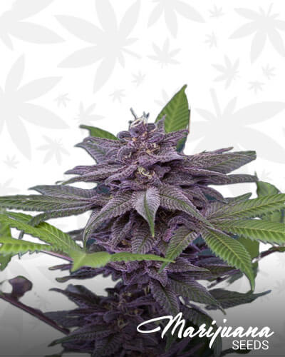 Dark Desire Strain