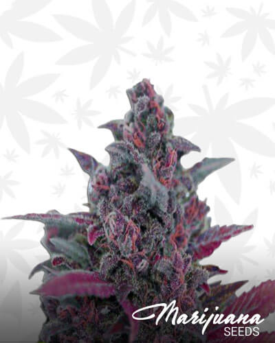 Dark Devil Auto