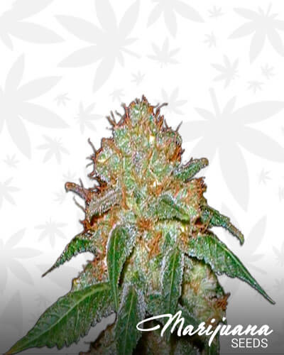 Dark Domina Aka Black Domina