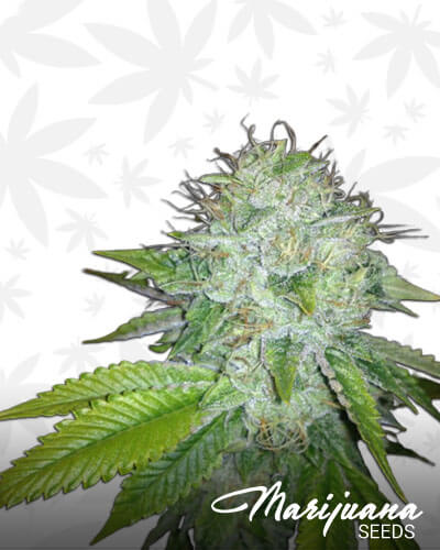 Dark Gamma Kush