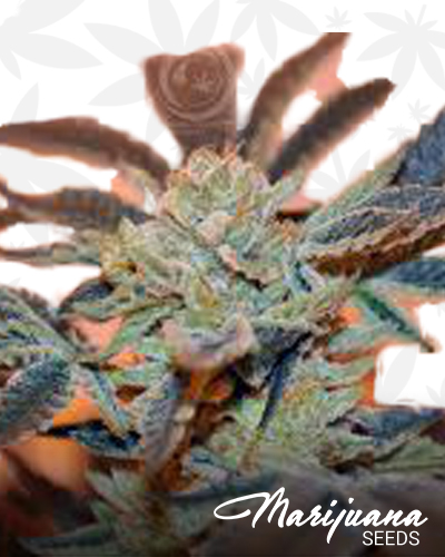 dark helmet strain
