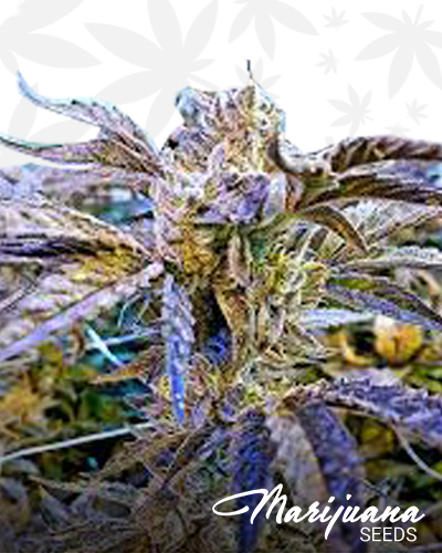 Dark Horse OG