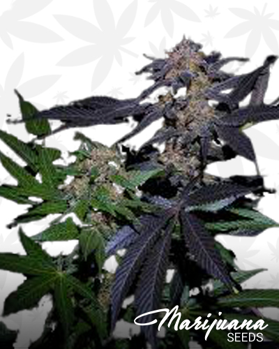 Dark Horse