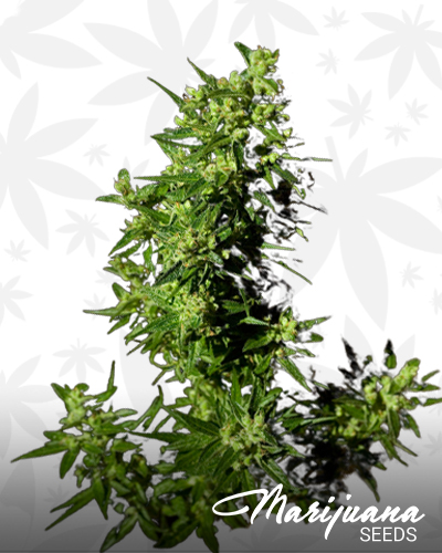 Dark Kush Automatic