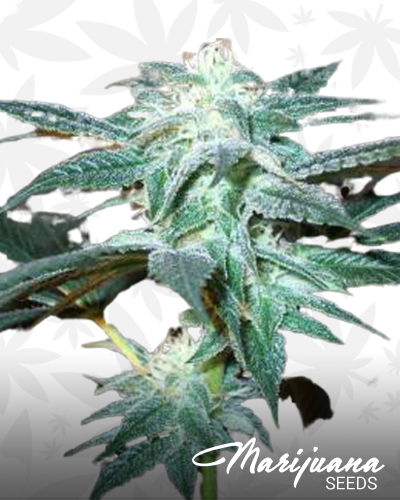 Dark Kush