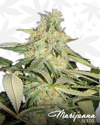 Dark Matter