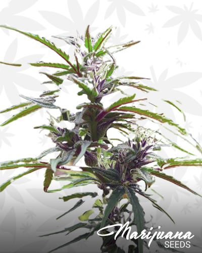 Dark Orchid