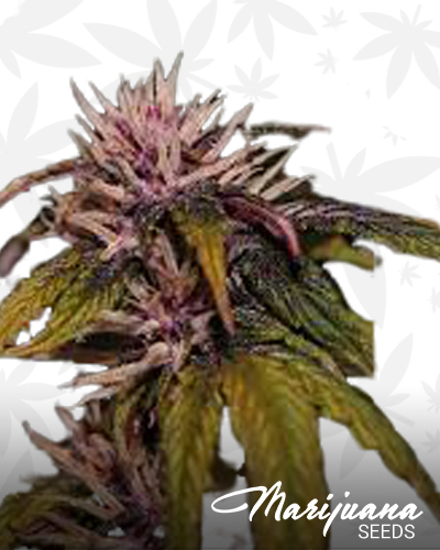 Dark Rose Auto CBD