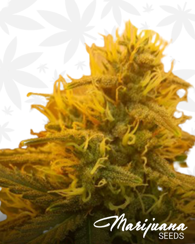 Dark Side Cookies Auto