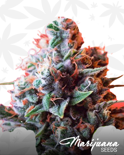 Dark Star x AK 49