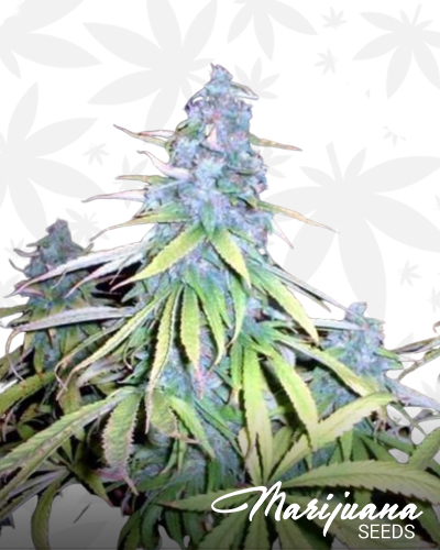 Dark Widow
