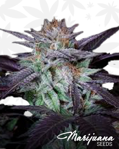 DarkStar