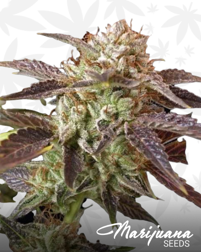 DawgTown Kush