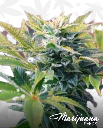 De Grape Trainwreck 5