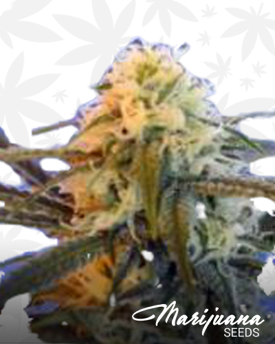 Dead Dawg Queen
