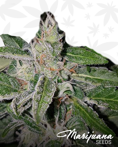 Deep Purple Haze Auto