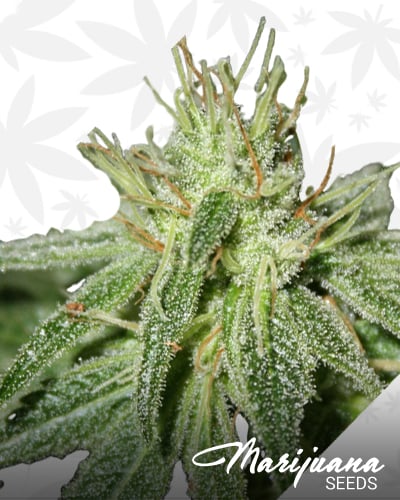 Deep Purple Querkle