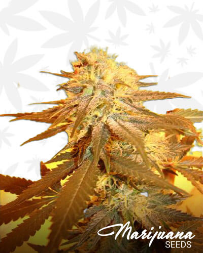 Diablo OG Kush Storm Aka Purple Diablo OG Kush