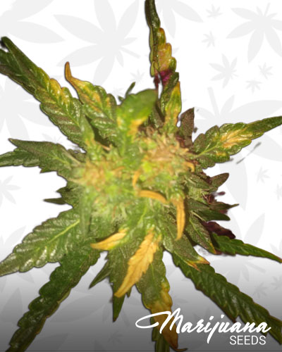Diesel Cookie