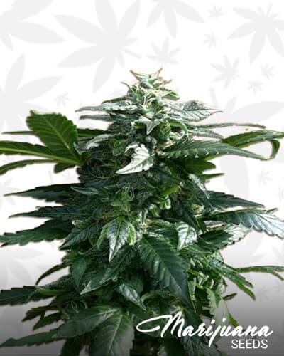 Diesel Devil Strain