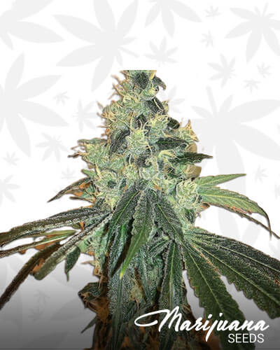 Diesel Fire