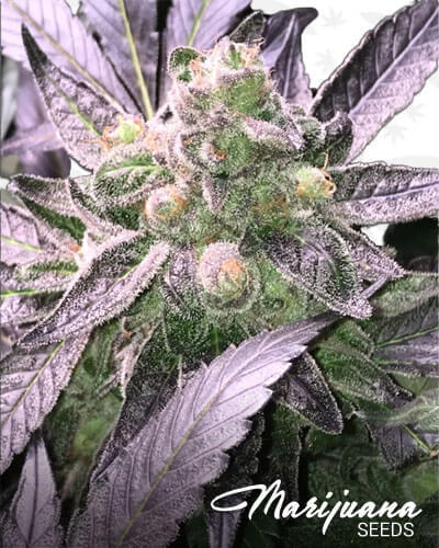 Diesel Moonshine