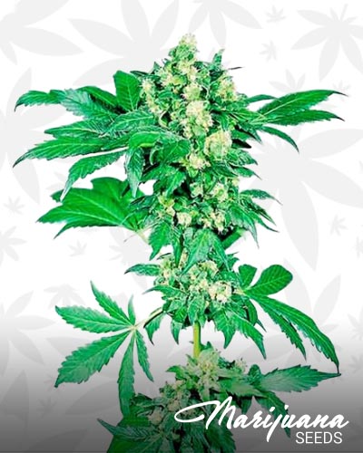 Double Dawg Down OG Kush
