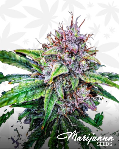 Double Grape Lemonaid