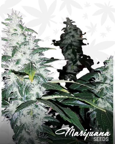 Double Jamaican Diesel